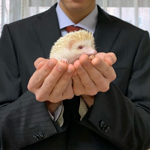 Hedgehogs For Sale